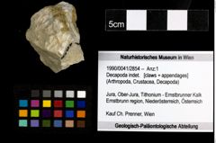 Foto (Objekt + Etiketten) von Decapoda indet. 